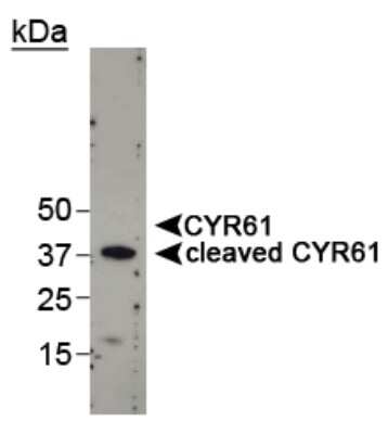 Western Blot: Cyr61/CCN1 AntibodyBSA Free [NB100-356]