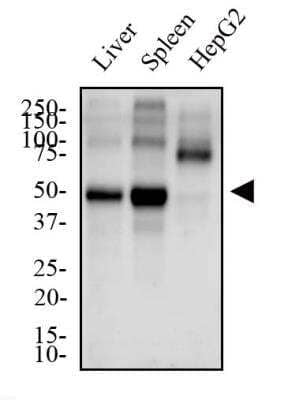 Western Blot: Cyr61/CCN1 AntibodyBSA Free [NB100-356]