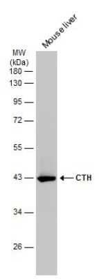 Western Blot: Cystathionase Antibody (GT1657) [NBP3-13620]