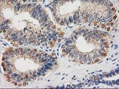 Immunohistochemistry: Cystathionase Antibody (OTI1E12) - Azide and BSA Free [NBP2-70488]