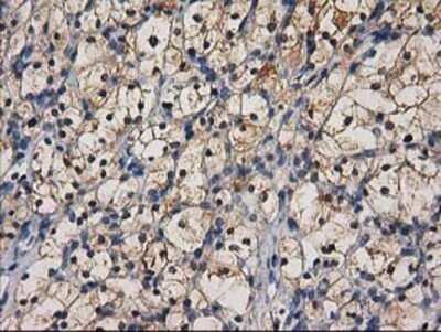 Immunohistochemistry: Cystathionase Antibody (OTI1E12) - Azide and BSA Free [NBP2-70488]