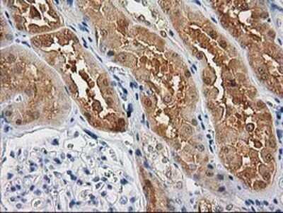 Immunohistochemistry: Cystathionase Antibody (OTI1E12) - Azide and BSA Free [NBP2-70488]