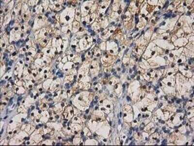 Immunohistochemistry-Paraffin: Cystathionase Antibody (OTI1E12) [NBP2-03638]