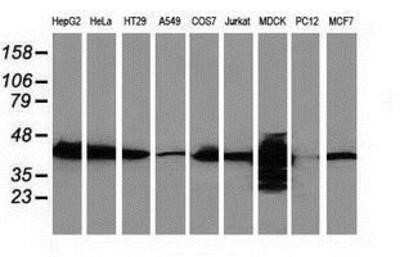 Western Blot: Cystathionase Antibody (OTI1E12) [NBP2-03638]