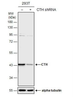 Western Blot: Cystathionase Antibody [NBP1-31759]