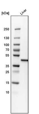 Western Blot: Cystathionase Antibody [NBP1-90362]