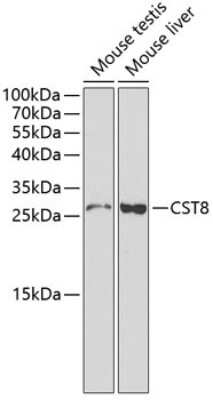 Western Blot: Cystatin-8 AntibodyBSA Free [NBP2-92605]