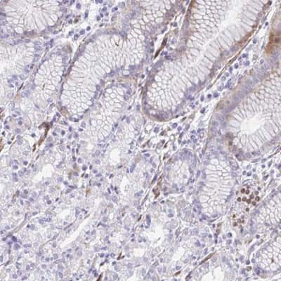 Immunohistochemistry-Paraffin: Cystatin B/Stefin B Antibody [NBP2-49285]