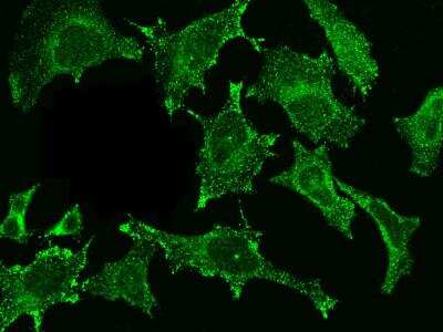 Immunocytochemistry/ Immunofluorescence: Cystatin C Antibody (033) [NBP2-89501]