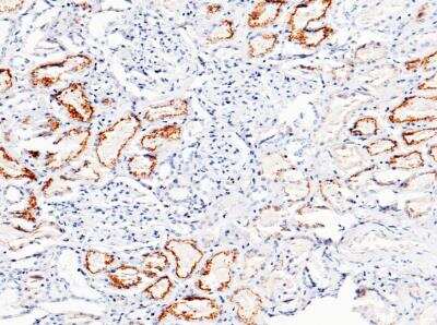Immunohistochemistry-Paraffin: Cystatin C Antibody (033) [NBP2-89501]