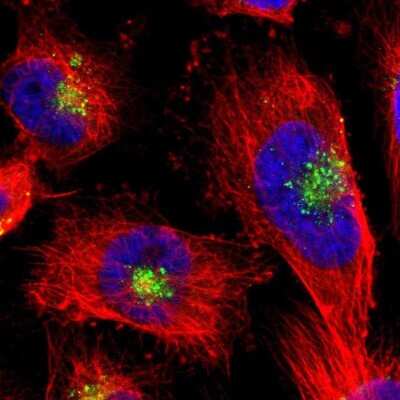 Immunocytochemistry/ Immunofluorescence: Cystatin C Antibody [NBP1-87472]
