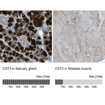 Immunohistochemistry-Paraffin: Cystatin C Antibody [NBP1-87472]