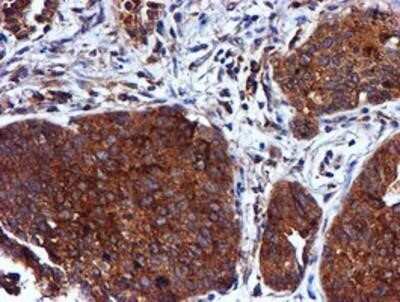 Immunohistochemistry: Cystatin C Antibody (OTI2C8) - Azide and BSA Free [NBP2-70472]