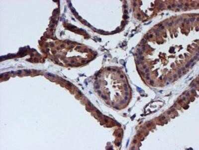 Immunohistochemistry: Cystatin C Antibody (OTI2C8) - Azide and BSA Free [NBP2-70472]