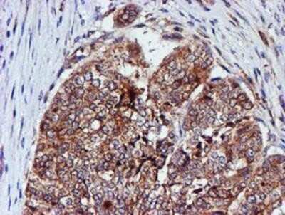 Immunohistochemistry-Paraffin: Cystatin C Antibody (OTI2C8) [NBP2-01875]