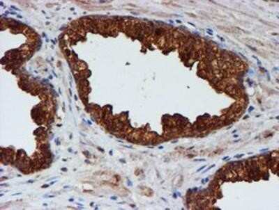 Immunohistochemistry-Paraffin: Cystatin C Antibody (OTI2C8) [NBP2-01875]