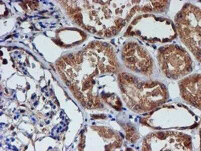 Immunohistochemistry-Paraffin: Cystatin C Antibody (OTI2C8) [NBP2-01875]