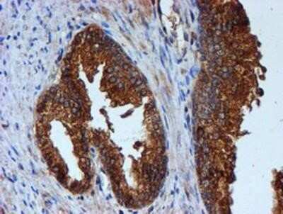 Immunohistochemistry-Paraffin: Cystatin C Antibody (OTI2C8) [NBP2-01875]