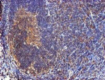 Immunohistochemistry-Paraffin: Cystatin C Antibody (OTI2C8) [NBP2-01875]