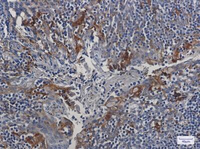 Immunohistochemistry-Paraffin: Cystatin C Antibody (S02-9F2) [NBP3-20036]