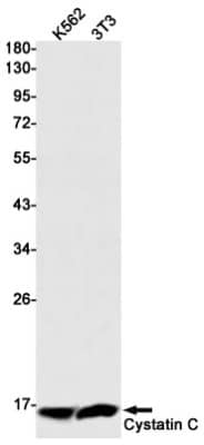 Western Blot: Cystatin C Antibody (S02-9F2) [NBP3-20036]