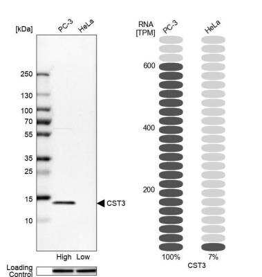 Western Blot: Cystatin C Antibody [NBP1-87472]