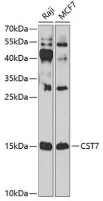 Western Blot: Cystatin F AntibodyBSA Free [NBP2-92532]