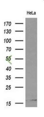 Western Blot: Cystatin S Antibody (OTI2H10)Azide and BSA Free [NBP2-70481]