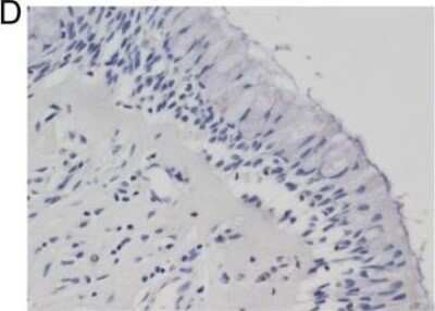Immunohistochemistry: Cystatin SN Antibody [H00001469-B01P]