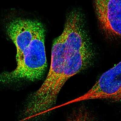 Immunocytochemistry/ Immunofluorescence: Cysteine Conjugate beta-Lyase/CCBL1 Antibody [NBP1-83316]