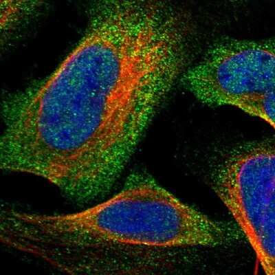 Immunocytochemistry/ Immunofluorescence: Cysteine Conjugate beta-Lyase/CCBL1 Antibody [NBP1-83317]