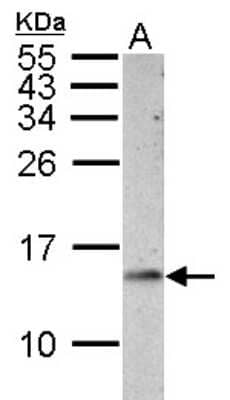 Western Blot: Cytochrome c Antibody [NBP2-21569]