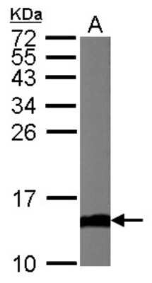 Western Blot: Cytochrome c Antibody [NBP2-21569]