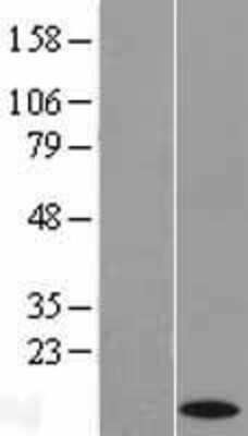 Western Blot: Cytochrome c Overexpression Lysate [NBL1-09662]