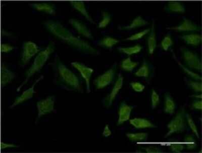 Immunocytochemistry/ Immunofluorescence: Cytochrome C Oxidase subunit 6c Antibody (4G4-2A8) [H00001345-M01]