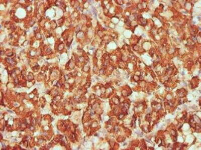 Immunohistochemistry-Paraffin: Cytochrome C Oxidase subunit 6c Antibody (4G4-2A8) [H00001345-M01]