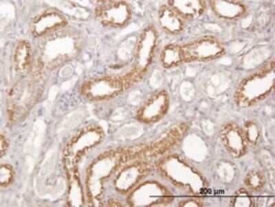 Immunohistochemistry-Paraffin: Cytochrome C Oxidase subunit 6c Antibody (4G4-2A8) [H00001345-M01]