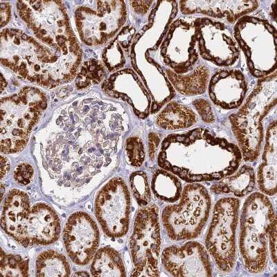 Immunohistochemistry-Paraffin: Cytochrome C Oxidase subunit 6c Antibody [NBP2-37857]