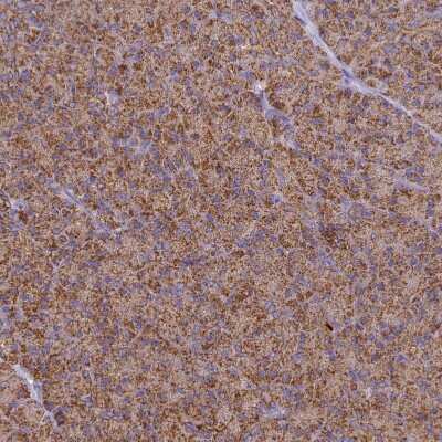 Immunohistochemistry-Paraffin: Cytochrome C Oxidase subunit 6c Antibody [NBP2-37857]