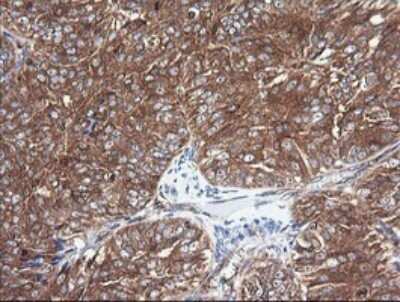Immunohistochemistry: Cytochrome C Oxidase subunit 6c Antibody (OTI4B11) [NBP2-45645]