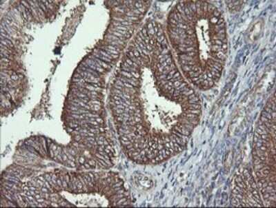 Immunohistochemistry: Cytochrome C Oxidase subunit 6c Antibody (OTI4B11) [NBP2-45645]