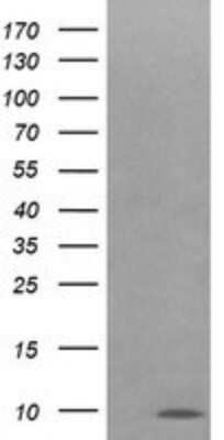 Western Blot: Cytochrome C Oxidase subunit 6c Antibody (OTI4B11) [NBP2-45645]