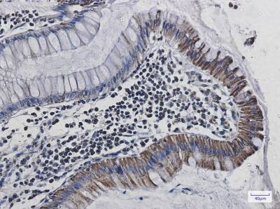 Immunohistochemistry-Paraffin: Cytochrome C Oxidase subunit 6c Antibody (S06-1D9) [NBP3-19951]