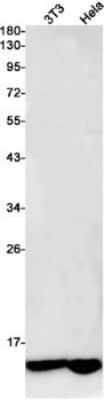 Western Blot: Cytochrome C Oxidase subunit 6c Antibody (S06-1D9) [NBP3-19951]