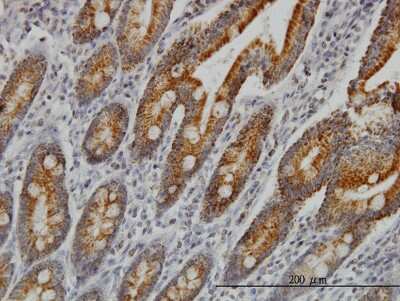 Immunohistochemistry-Paraffin: Cytochrome C Oxidase subunit 6c Antibody (S51) [H00001345-M03]