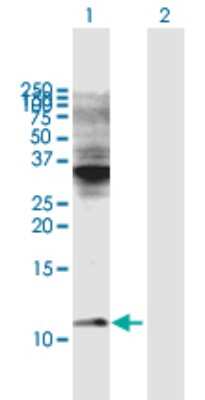 Western Blot: Cytochrome C Oxidase subunit 6c Antibody [H00001345-B01P]