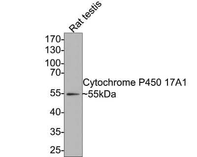 Western Blot: Cytochrome P450 17A1 Antibody (JB93-32) [NBP2-75461]