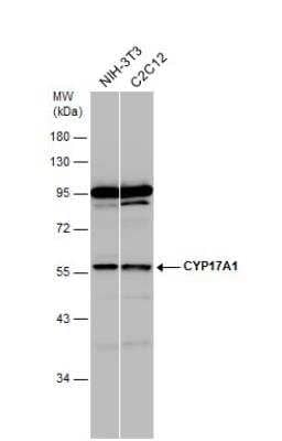 Western Blot: Cytochrome P450 17A1 Antibody [NBP2-16077]