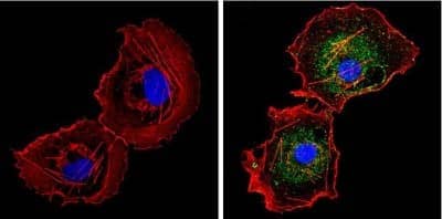 Immunocytochemistry/ Immunofluorescence: Cytochrome P450 1A1/1A2 Antibody (MC1) [NB100-74398]