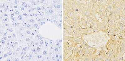 Immunohistochemistry-Paraffin: Cytochrome P450 1A1/1A2 Antibody (MC1) [NB100-74398]